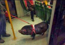 Roma, maiale al guinzaglio sul tram