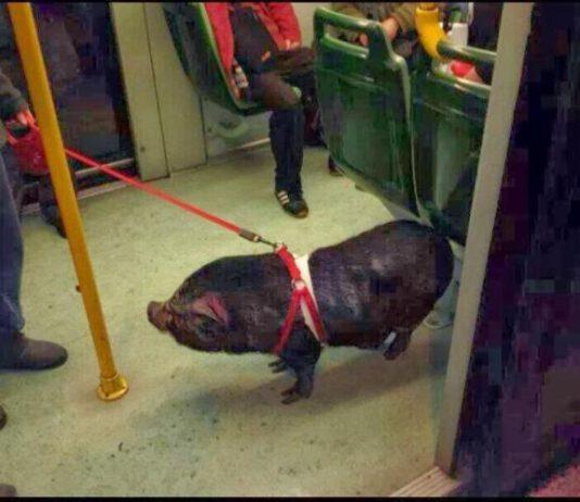 Roma, maiale al guinzaglio sul tram
