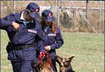 Droga , cani a scuola trovano studente con sei dosi di marijuana
