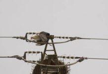 Cicogna muore su cavo elettrico