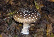 Capo Vaticano, insegnante muore dopo aver mangiato funghi