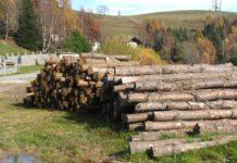 Briatico, arrestati mentre rubano 6 quintali di legna