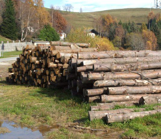 Briatico, arrestati mentre rubano 6 quintali di legna