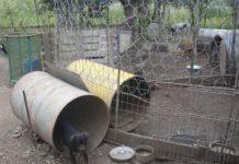 Cani tenuti in precarie condizioni, denunciato uomo nel cosentino