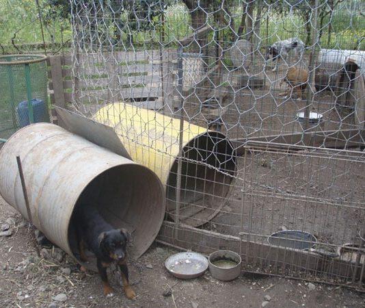 Cani tenuti in precarie condizioni, denunciato uomo nel cosentino