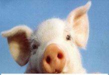 SIPPE, sanatoria (PORCELLUM) dei distaccati nei palazzi del potere? NO, GRAZIE!