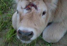 Incredibile in Calabria nasce vitello con tre occhi