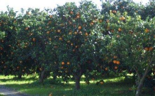Trematerra: sul piano per ammodernamento dell agrumicoltura nella Piana di Gioia Tauro pronti due milioni di euro