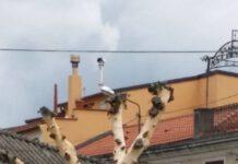 Ancora atti vandalici a Rosarno, il Sindaco invita i cittadini a ribellarsi