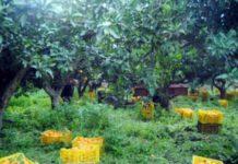 Operazione Ghost Worker, scoperti 3000 falsi braccianti per una truffa milionaria