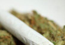 Suocera e genero scoperti con marijuana, arrestati nel cosentino