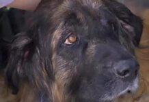 Cane malato da sopprimere, padroni scoprono che è vivo segregato dal veterinario