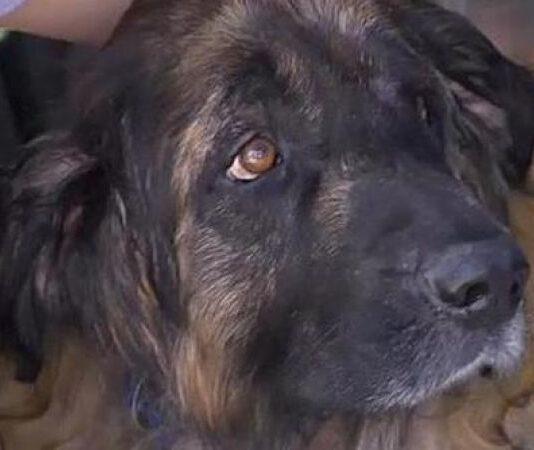 Cane malato da sopprimere, padroni scoprono che è vivo segregato dal veterinario