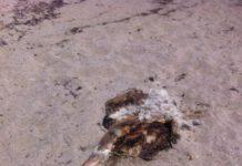 San Ferdinando, trovate carcasse di animali sulla spiaggia