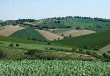 Operazione Verdeoro, scoperta truffa comunitaria. Coinvolto dirigente assessorato agricoltura