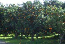 Cinquefrondi, bracciante agricolo ferito in un agguato