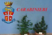 Arresti in provincia di Reggio Calabria per droga, furto ed estorsioni