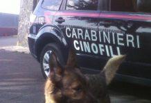 Arrestato grazie a cane antidroga viene colto da un infarto
