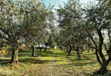 Truffa all’Unione Europea per oltre 400 mila euro, denunciato imprenditore agricolo del vibonese