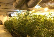 Rosarno scoperta piantagione di marijuana. Quattro arresti