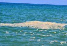 Lamezia, Gianturco (Casapound): Mare sporco e spiagge non curate. L’estate dei lametini è fuori città