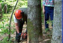 Settore forestale. Le OO.SS. e di Categoria: Proclamato lo stato di agitazione