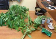 Arrestato fruttivendolo per produzione e detenzione di droga in provincia di Reggio Calabria