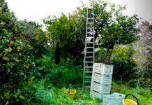 Scoperti falsi braccianti, 31 denunce