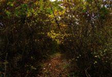 Bimbo di sette anni si perde tra i boschi in Calabria, salvato dai carabinieri