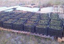 Scoperta piantagione di marijuana di 4000 metri, arrestato uomo di Melicucco