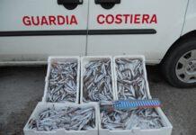 Pesce poggiato per terra tra gli insetti e poi venduto, sequestrati 80 chili di pescato a Reggio Calabria