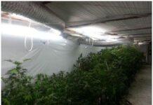 Contrasto alla produzione di stupefacenti da parte dei carabinieri, 16 arresti nel periodo estivo in provincia di Reggio Calabria