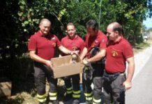 Polistena, vigili del fuoco salvano otto cuccioli gettati nel fiume
