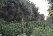 Scoperta piantagione di canapa a Siderno, valore oltre 300 mila euro