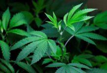 Pensionato scoperto mentre annaffiava piante di marijuana, arrestato nel cosentino