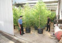 Scoperta piantagione di marijuana a Calanna, arrestato Antonio Greco