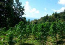 Sequestrati in Calabria campi di marijuana grandi quanto 20 campi da basket