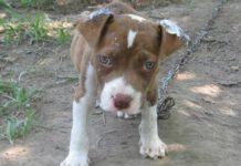 Violentava il suo cucciolo di pitbull: condannato a 5 anni di carcere