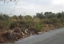 Lamezia Ovest, Muraca (CasaPound): Via Pertini rappresentazione plastica del fallimento Speranza