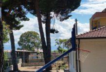 Lamezia, Gianturco (CasaPound): Rami pericolanti e rischio Processionaria in scuole di Capizzaglie. Urge messa in sicurezza