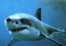 Paura a Nicotera, squalo a riva tra i bagnanti