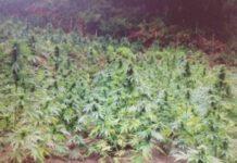 Arrestato in flagranza giovane rosarnese, stava coltivando vasta piantagione di canapa