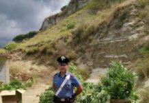 Droga tra pomodori e peperoncino, sequestrate 50000 dosi a Reggio Calabria