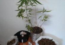 Arrestato giovane pregiudicato nel vibonese, aveva 700 grammi di marijuana