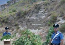 Arrestata intera famiglia nel reggino, coltivavano 100 piane di cannabis nel giardino