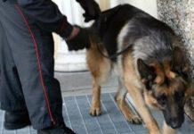Cane antidroga scopre 700 gr. di marijuana, arrestato operaio a Cutro