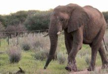 Selfie con elefante,muore 27enne.