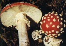 Cosenza, mangiano funghi velenosi, due morti