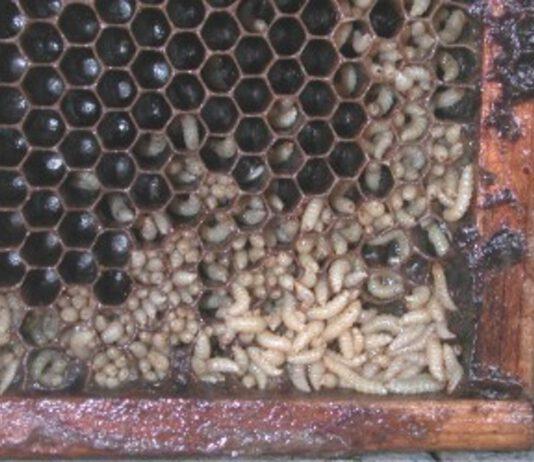 A richio il miele della Piana. Appello agli Apicoltori