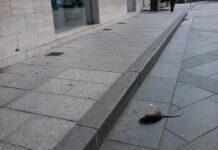 Rosarno, topo morto in pieno centro i cittadini si indignano